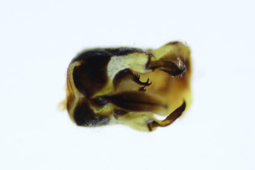 Réf. 231 221 : Raphidia sp.